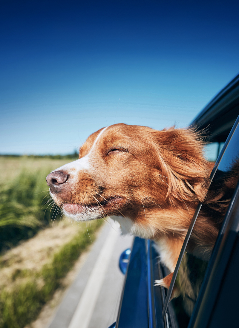 Hund streckt genießend den Kopf aus dem fahrenden Autofenster.