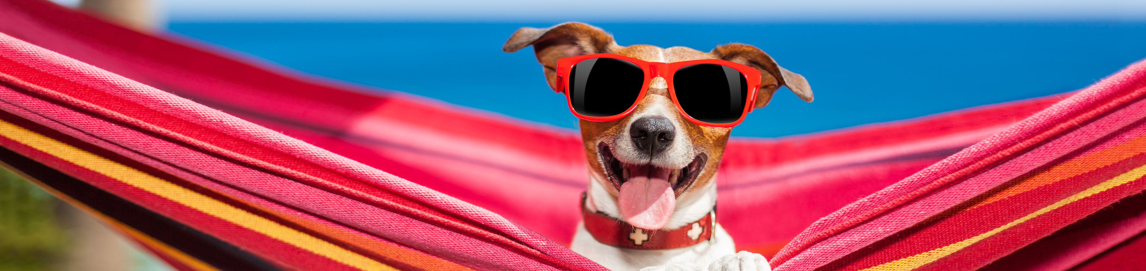 Kleiner Hund mit Sonnenbrille liegt in einer Hängematte.
