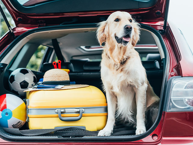 Ein Hund sitzt im Kofferraum eines Autos mit Gepäckstücken neben ihm.