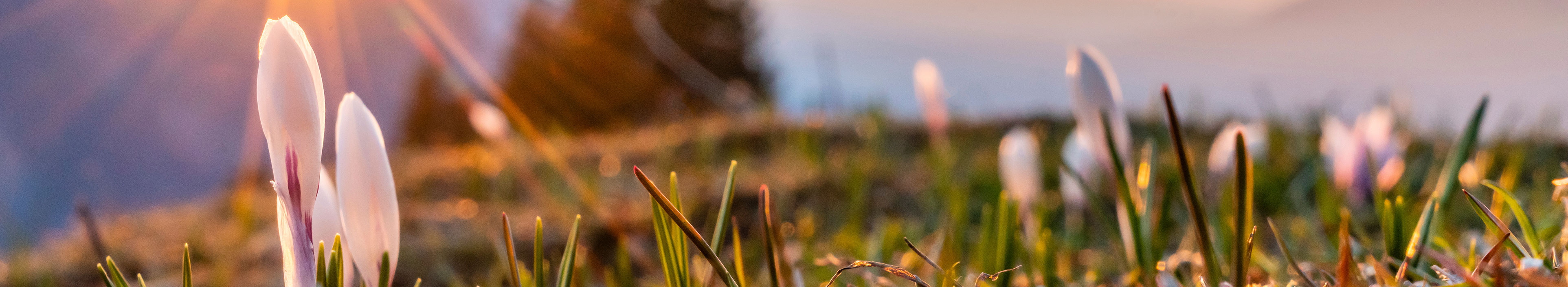 Frühlingserwachen in den Bergen