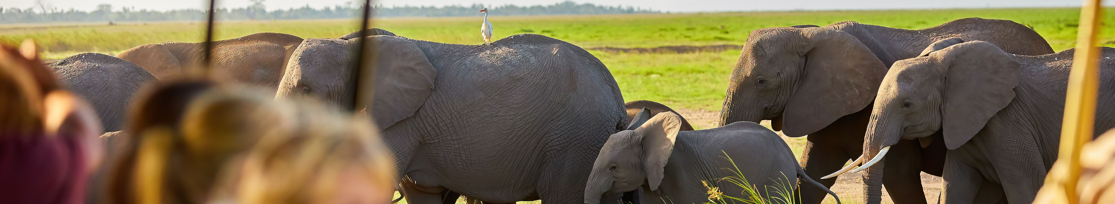 Kinder beobachten afrikanische Elefanten vom Dach eines Safariautos. Familie im Safari-Urlaub.