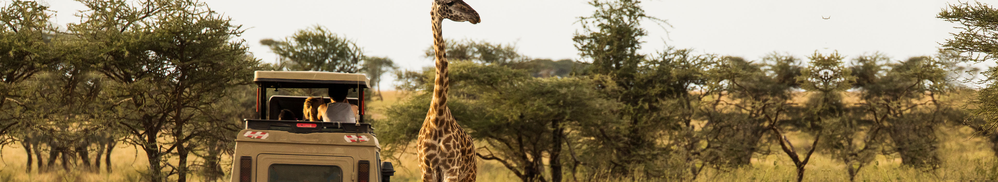 Giraffe neben Safariauto im Serengeti Nationalpark, in Tansania