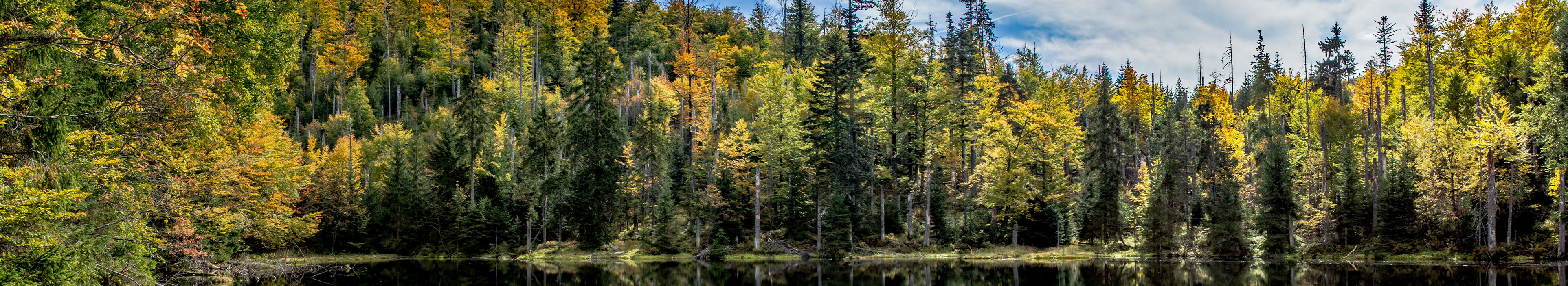 Bäume des Bayerischen Walds, die sich im See spiegeln.