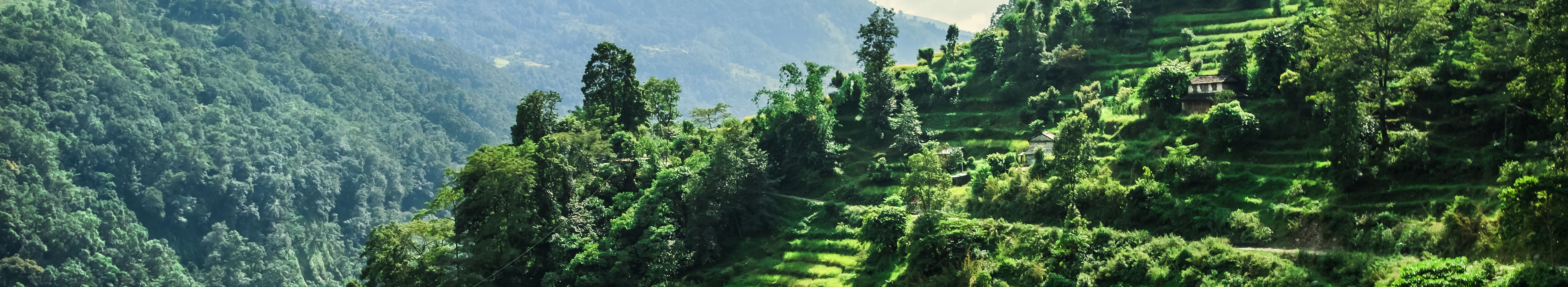 Grünes Tal mit Reisterrassen im nepalesischen Himalaya.