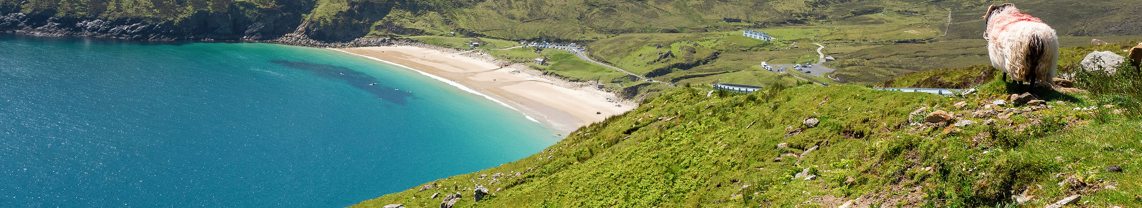 Schafe auf einer Klippe im Fokus, der Strand von Keem ist unscharf, Insel Achill in der Grafschaft Mayo, Irland, an einem warmen sonnigen Tag.
