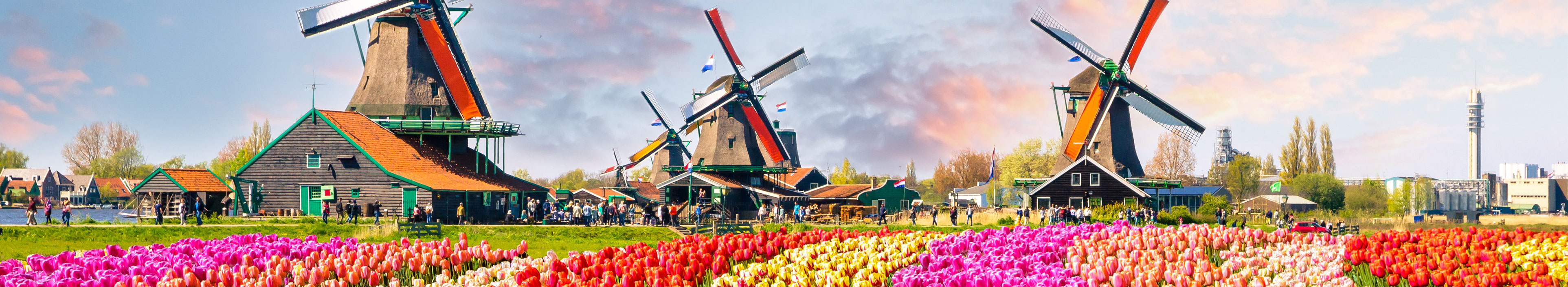 Windräder und Tulpen in den Niederlanden