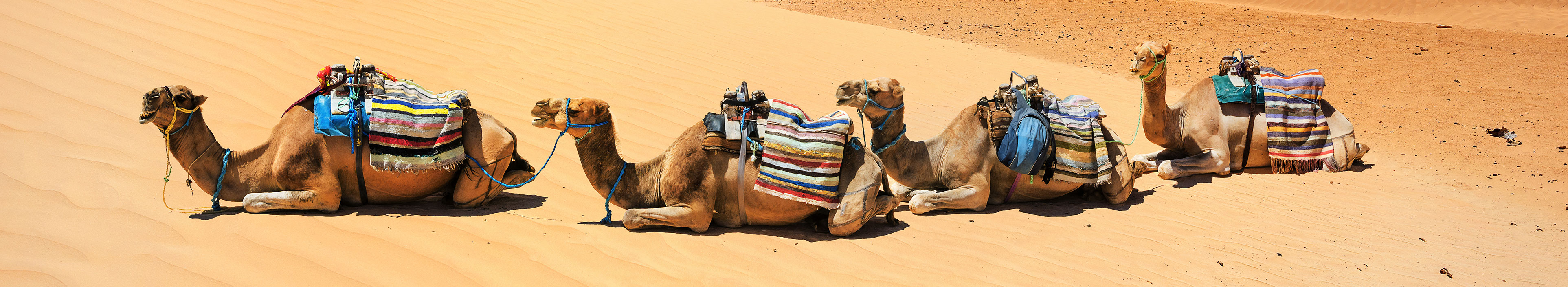 Eine Kamelherde in einer Wüste in Tunesien.