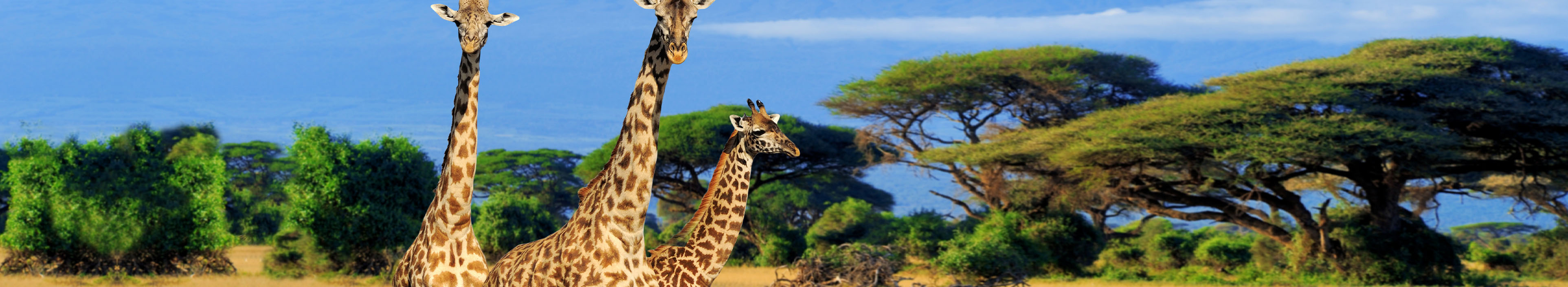 Drei Giraffen laufen durch einen Nationalpark in Kenia.