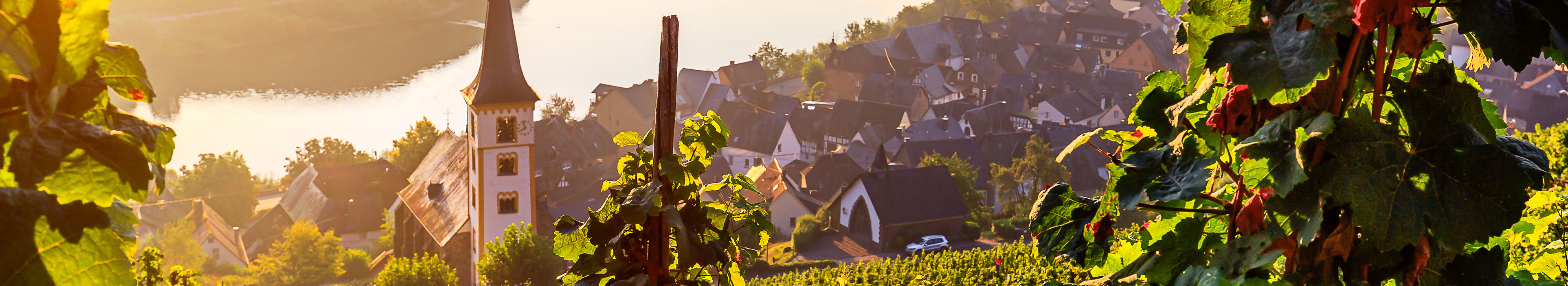 Ausblick auf den Weinberg und den Kirchturm an der Moselschleife in Bremm, bei Sonnenaufgang.